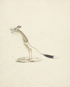 Jerboa n. 4 da James 1730 94 Bruce