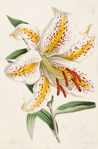 Giglio, da "The Floral Magazine", 1861-71 da James Andrews