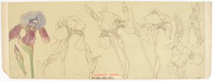 Studi Botanici da James Atherton