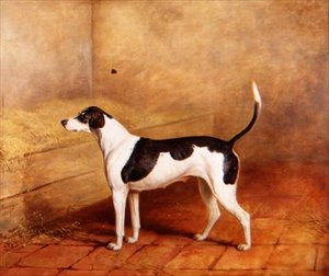 Il segugio 