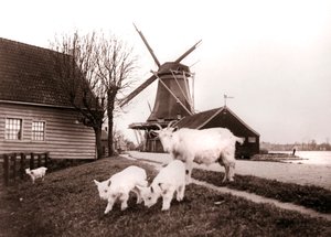Capre, Laandam, Paesi Bassi, 1898