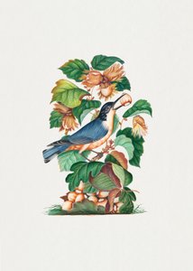 Bellissimo picchio muratore da James Bolton
