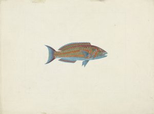 Un pesce, El Hudderi Imbo da James Bruce