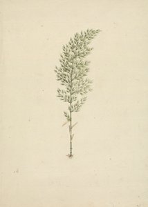 Arundinaria alpina K. Schum. (Bambù africano): disegno finito dell