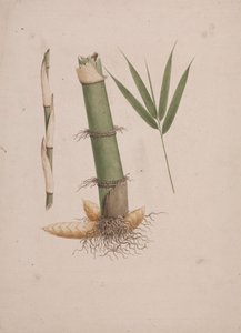 Arundinaria alpina K. Schum. (Bambù africano): disegno finito di sezioni di stelo e di germoglio con foglie da James Bruce