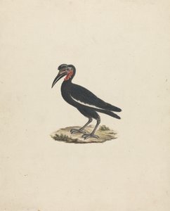 Bocorvus abyssinicus (Bucorvo abissino) da James Bruce