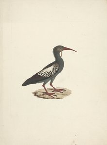 Bostrychia carunculata (Ibis Caruncolato) da James Bruce