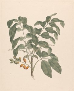 Brucea antidysenterica J. Miller (Albero di James Bruce): disegno finito con stelo di frutti aggiunto da James Bruce