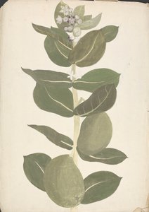 Calotropis procera (Ait.) Ait. f. (Mela di Sodoma, Albero Auricolare): disegno finito di pianta in fiore e fruttificazione da James Bruce