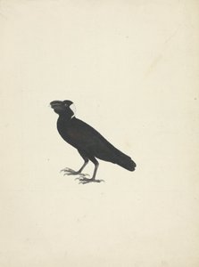 Corvus crassirostris (Corvo dal becco grosso)