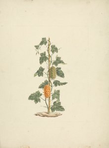 Cucumis metuliferus Naud (Cetriolo selvatico): disegno finito da James Bruce