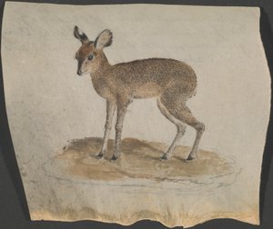 Dik-dik da James Bruce
