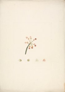 Euphorbia nubica N.E. Br. (Euforbia nubiana): disegno finito di germoglio fiorito e fruttifero, con dettagli di dissezioni floreali