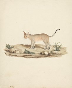 Lince calzata da James Bruce