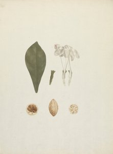 Gardenia ternifolia Schum.& Thonn. (Jovis-Tonantis): disegno finito con dettaglio aggiuntivo del frutto da James Bruce