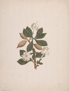 Gardenia ternifolia Schum.& Thonn. (Gardenia selvatica): disegno finito da James Bruce