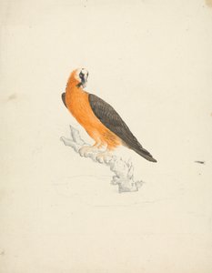 Gypaetus barbatus (Avvoltoio barbuto) da James Bruce