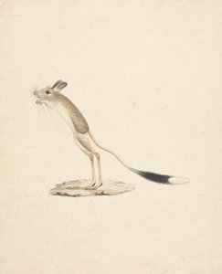 Jerboa da James Bruce
