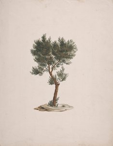 Juniperus procera Endl. (Cedro a matita africano): disegno finito dell