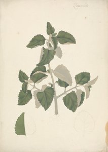 Labiatae (specie indeterminata): disegno finito di un germoglio foglioso, senza fiori da James Bruce