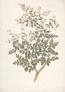 Lawsonia inermis L. (Henna): disegno finito di un germoglio fiorito e foglioso