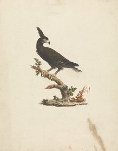 Lophaetus occipitalis (Aquila crestata) da James Bruce
