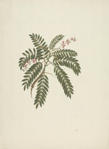 Millettia ferruginea (Hochst) Baker: disegno finito da James Bruce