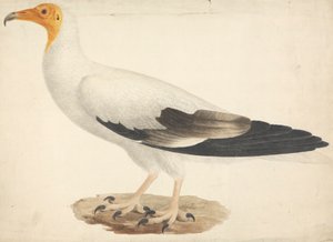 Neophron percnopterus (Avvoltoio egiziano) da James Bruce
