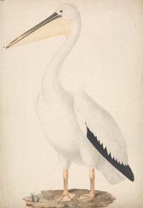 Pelecanus onocrotalus (Grande Pellicano Bianco) da James Bruce