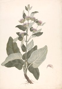 Phlomis herba-venti L.: disegno finito