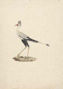 Sagittarius serpentarius (uccello segretario) da James Bruce