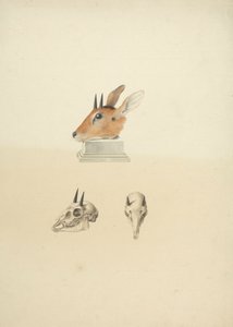 Madoqua non identificato (Dik-dik): studio della testa e del cranio da James Bruce