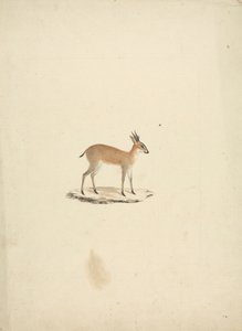 Madogua non identificato (Dik-dik) da James Bruce
