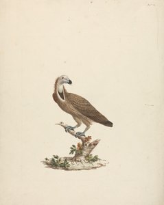 Avvoltoio