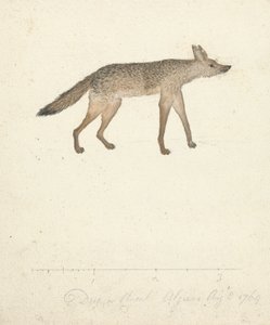 Lupo