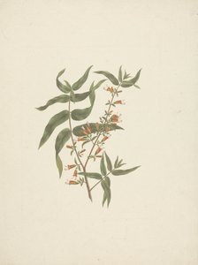 Woodfordia uniflora (A. Rich.) Koehne: disegno finito di germoglio fiorito da James Bruce