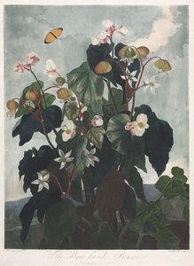 Il Tempio di Flora, o Giardino della Natura: La Begonia a Foglie Oblique da James Caldwall