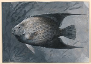 Pesce angelo da James Carter Beard
