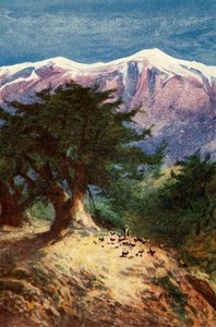 Cedri del Libano - Matt. xii. 33, c1924. Creatori: James Clark, Henry A Harper