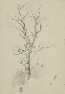 Albero da James David Smillie