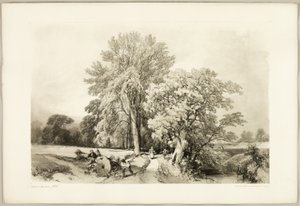 Abele e Quercia, da Il Parco e la Foresta