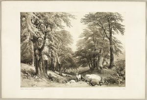 Faggi nel Parco di Arundale, da Il Parco e la Foresta