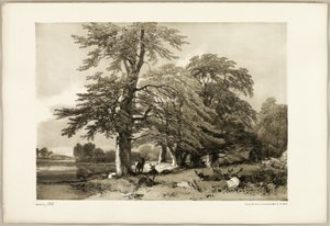 Faggio, da Il Parco e la Foresta