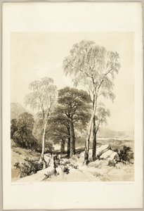 Betulla e Quercia, dal Parco e la Foresta da James Duffield Harding
