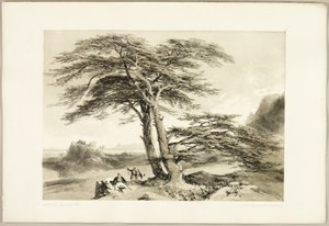 Cedri del Libano, da Il parco e la foresta da James Duffield Harding