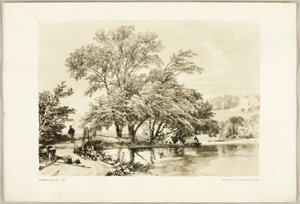 Salice Comune, da Il Parco e la Foresta da James Duffield Harding
