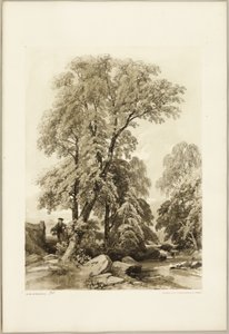 Olmo e Betulla, da Il Parco e la Foresta da James Duffield Harding