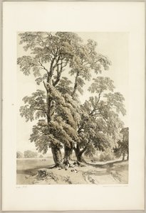 Olmo, da Il Parco e la Foresta da James Duffield Harding