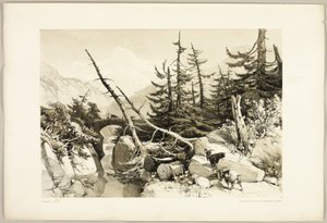Larice, da Il parco e la foresta da James Duffield Harding