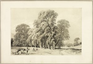 Platani, da Il parco e la foresta da James Duffield Harding